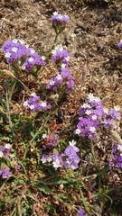 Limonium sinuatum