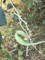 Pergularia daemia daemia