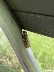 Afrixalus quadrivittatus