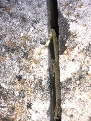 Tarentola mauritanica