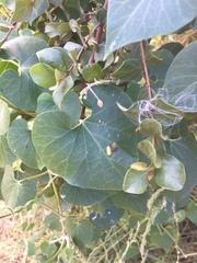 Pergularia daemia daemia