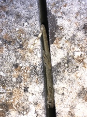 Tarentola mauritanica