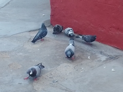 Columba livia