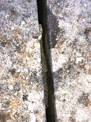 Tarentola mauritanica