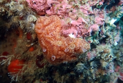 Aplidium nordmanni