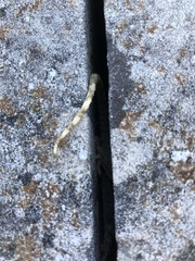 Tarentola mauritanica