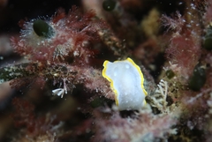 Diaphorodoris alba
