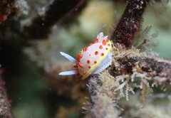 Diaphorodoris papillata