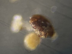 Polystomammina nitida