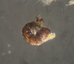 Polystomammina nitida