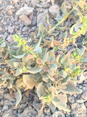 Patellifolia procumbens image