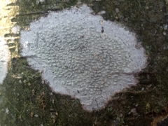 Phlyctis boliviensis