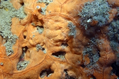 Spirastrella cunctatrix