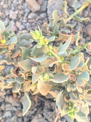 Patellifolia procumbens image