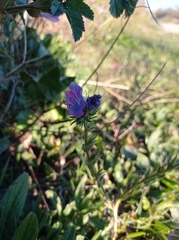 Echium plantagineum