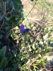 Echium plantagineum