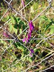Vicia villosa