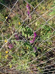 Vicia villosa
