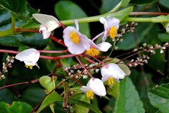 Begonia cucullata