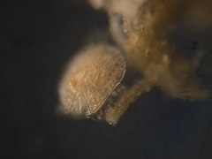 Patellina corrugata