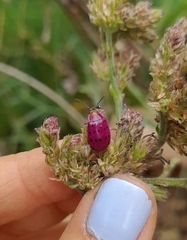 Alagoasa vigintiseptemmaculata