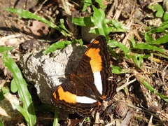 Adelpha erotia