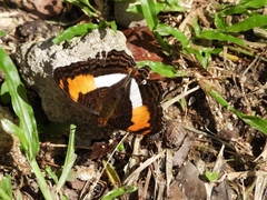 Adelpha erotia