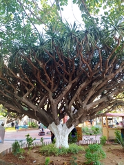 Dracaena draco
