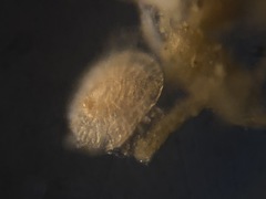 Patellina corrugata