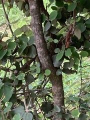 Androstachys johnsonii
