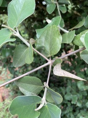 Androstachys johnsonii