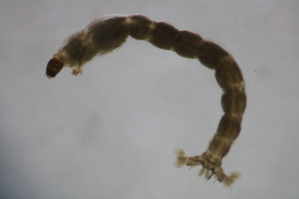 Podonomini