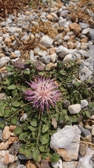 Centaurea raphanina mixta