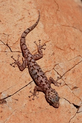 Phyllodactylus nocticolus