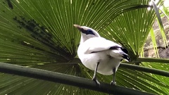 Leucopsar rothschildi