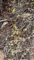 Bupleurum gracile