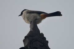 Pycnonotus aurigaster