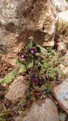 Anchusa undulata