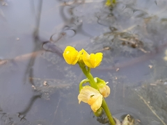 Utricularia stellaris