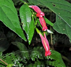 Ruellia angustiflora