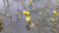 Utricularia stellaris