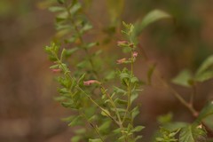 Clinopodium dentatum
