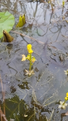 Utricularia stellaris