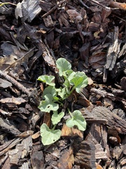 Calystegia subacaulis subacaulis