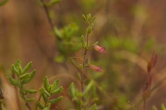 Clinopodium dentatum