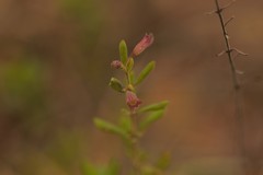 Clinopodium dentatum