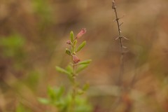 Clinopodium dentatum