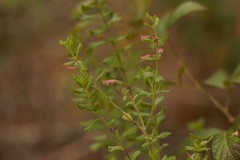 Clinopodium dentatum