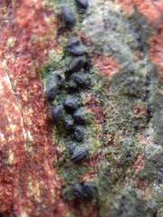 Hysterium angustatum