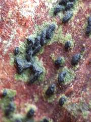 Hysterium angustatum